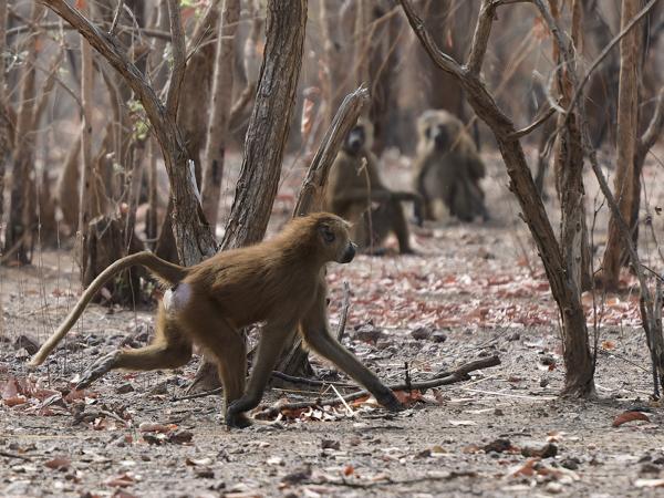 <h3><a href="/trips/gambia/biota/animalia/chordata/mammalia/primates/cercopithecidae/papio ursinus/papio ursinus-nl.html">Papio&nbsp;ursinus</a> / Chacma&nbsp;baboon / Baviaan</h3>OM-1 Mark II met OLYMPUS M.150-400mm F4.5, 1/2000 sec  bij F4.5, ISO 1000, afstand 53.3&nbsp;m